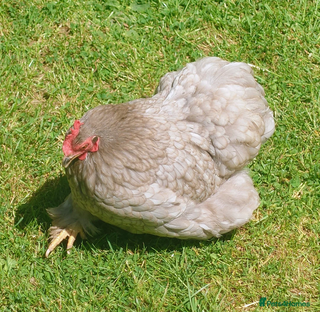 Chickens poultry for sale: PEKIN BANTAM FLOCK FOR REHOMING - Advert 4