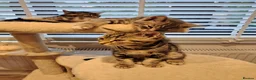 Mixed Breed cats for sale: Adorable Male Tabby Kittens for Sale 🐾 in Bordon - Advert 5