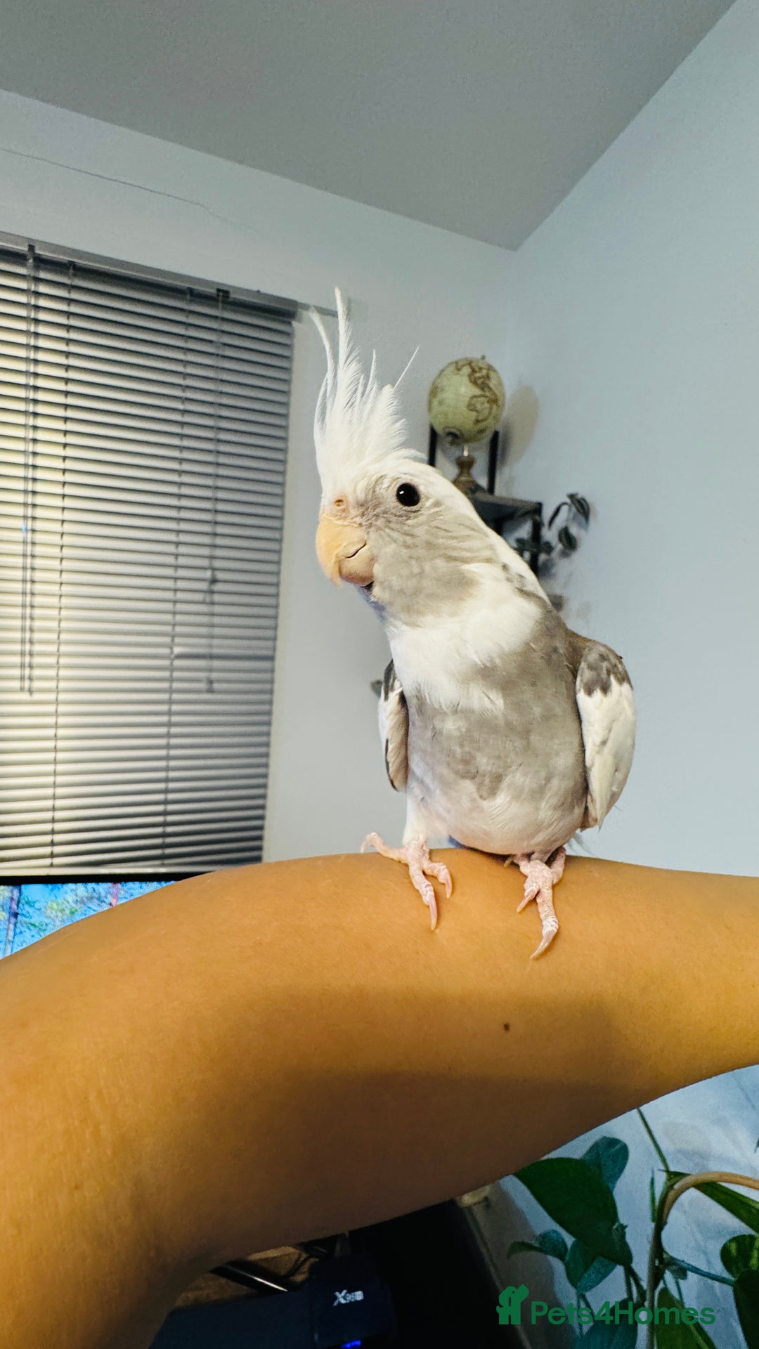 Cockatiels birds for sale: Friendly Cockatiel Looking for New Home - Image 3
