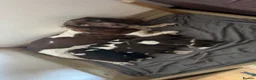 English Springer Spaniel dogs for sale: English springer spaniel puppy’s  in Deeside - Advert 17