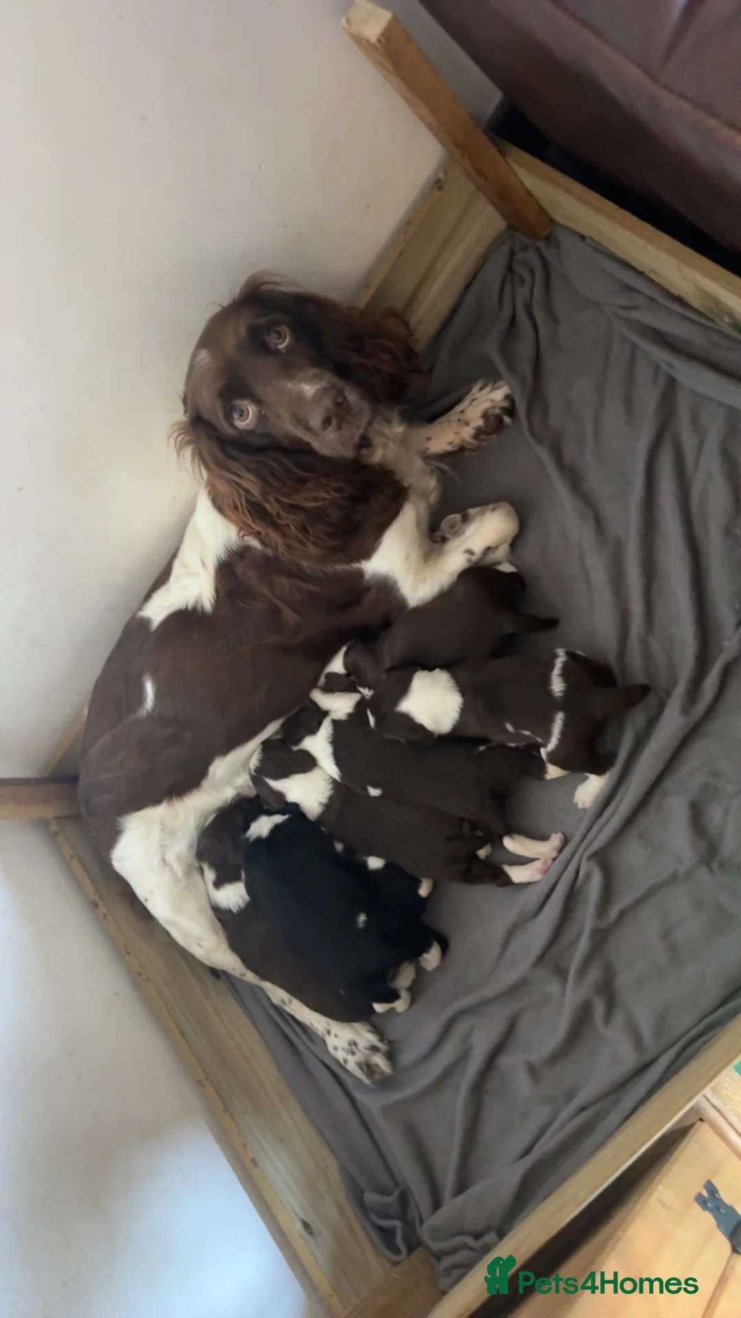 English Springer Spaniel dogs for sale: English springer spaniel puppy’s  in Deeside - Advert 17