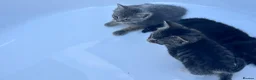 Domestic Shorthair cats for sale: Kitten domestic shorthair, tabby pattern  - Advert 20