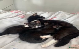 Mixed Breed cats for sale: Kittens !  - Image 2