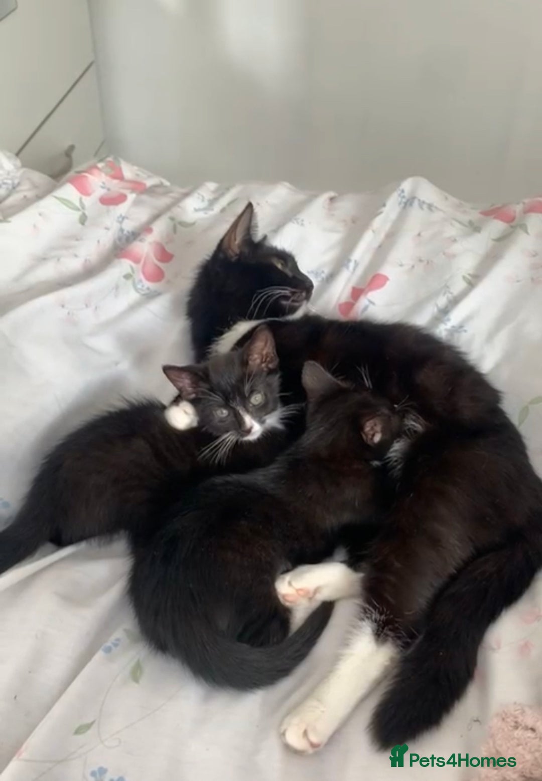Mixed Breed cats for sale: Kittens !  - Image 2