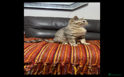British Shorthair cats for sale: Absolutely stunning TICA registered kittens  - Image 4