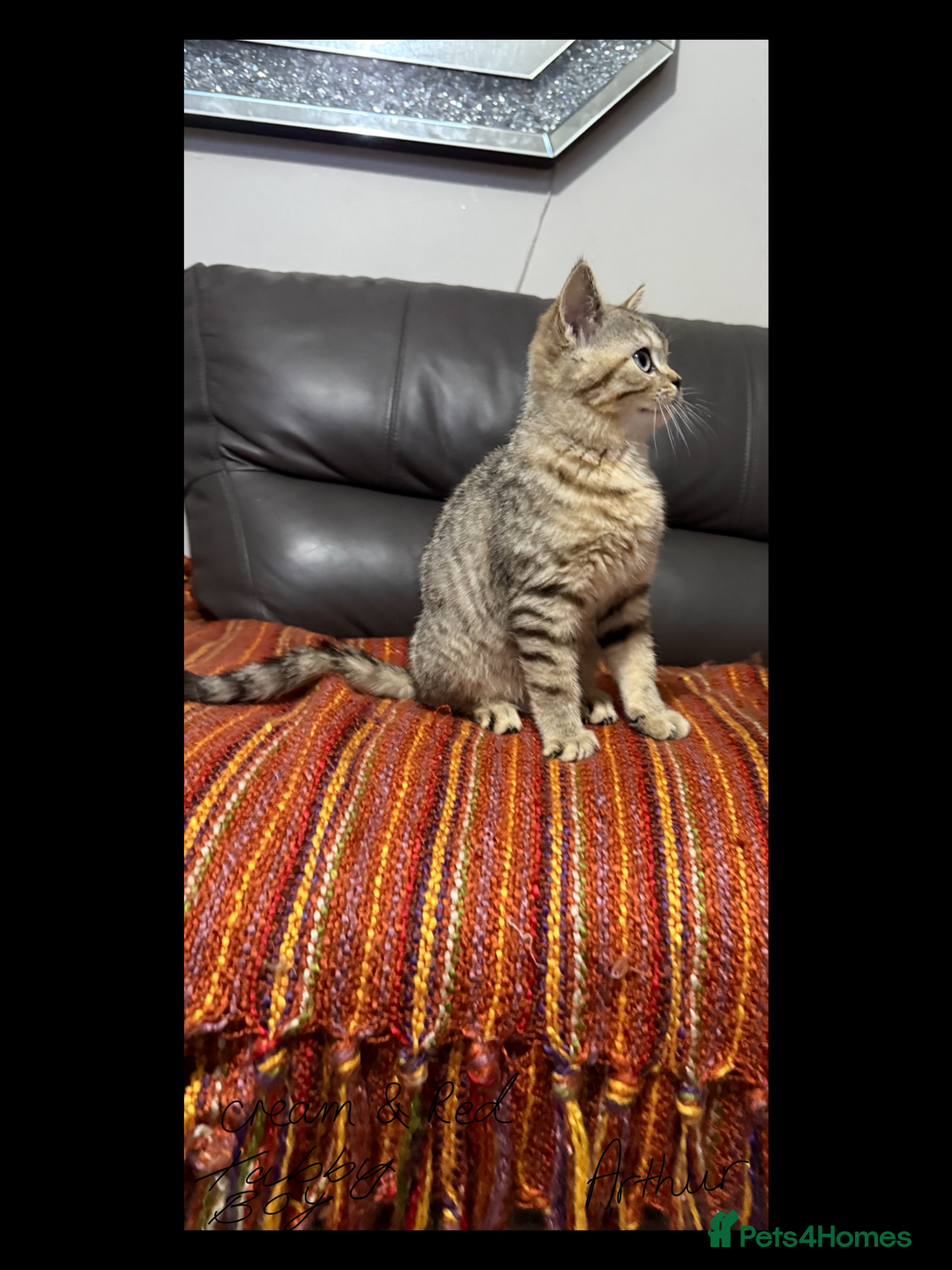 British Shorthair cats for sale: Absolutely stunning TICA registered kittens  - Image 4