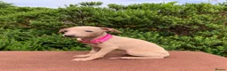 Italian Greyhound dogs for sale: KC Italian greyhound puppies East. Europ lineage - Advert 31