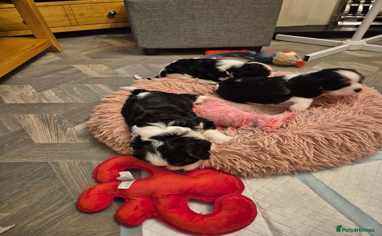 Cavalier King Charles Spaniel dogs - Advert 12