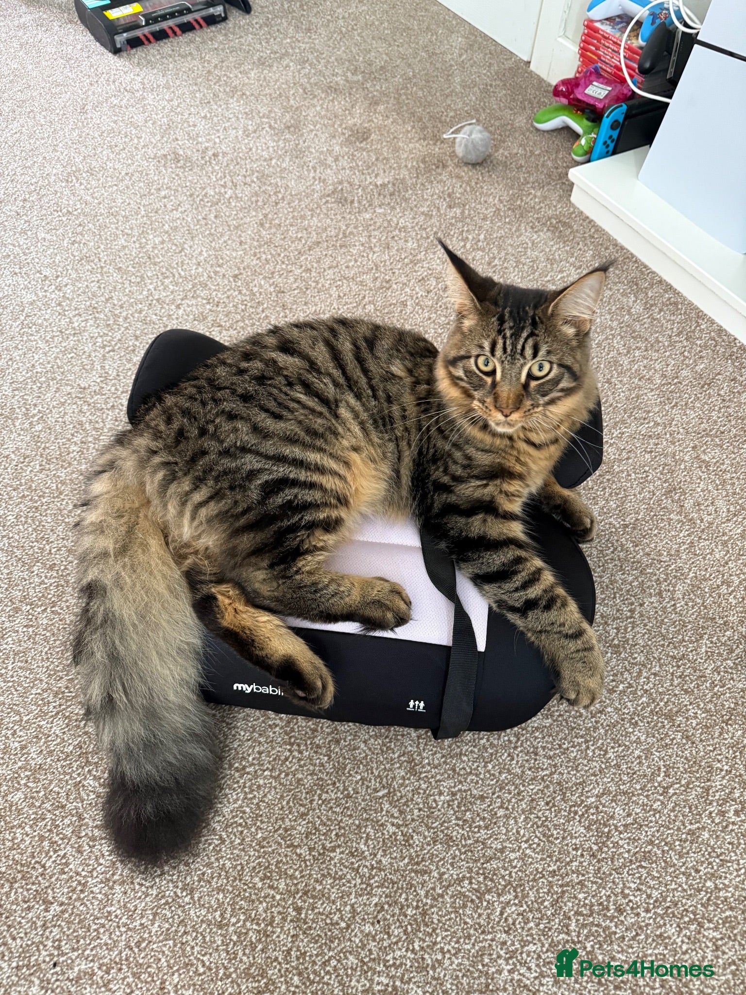 Maine Coon cats Maine coon cross for sale  - Advert 2
