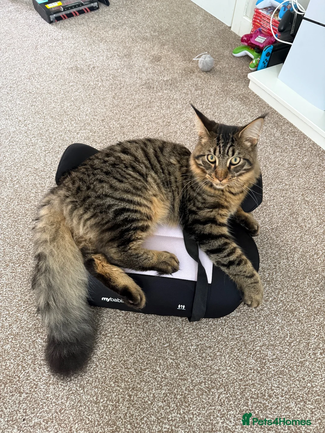 Maine Coon cats for sale: Maine coon cross for sale  in Nottingham - Advert 1