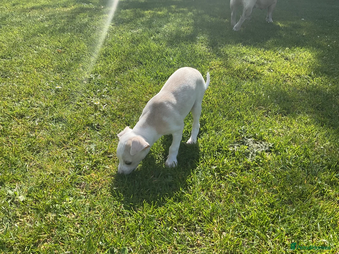 Italian Greyhound dogs for sale: Gorgeous Italian greyhound puppies  - Advert 2