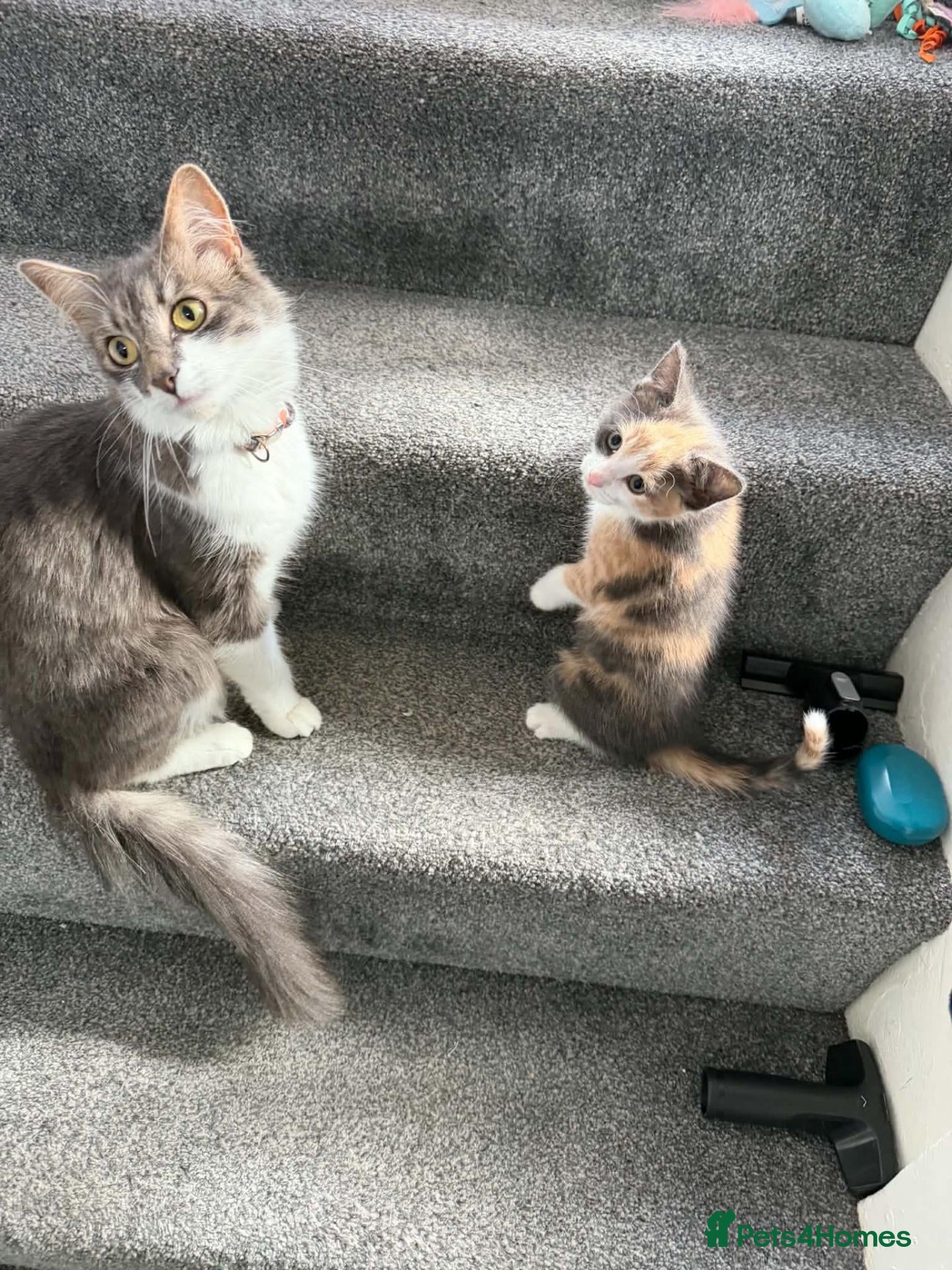 Mixed Breed cats Lovely little girl kitten for sale - Advert 2