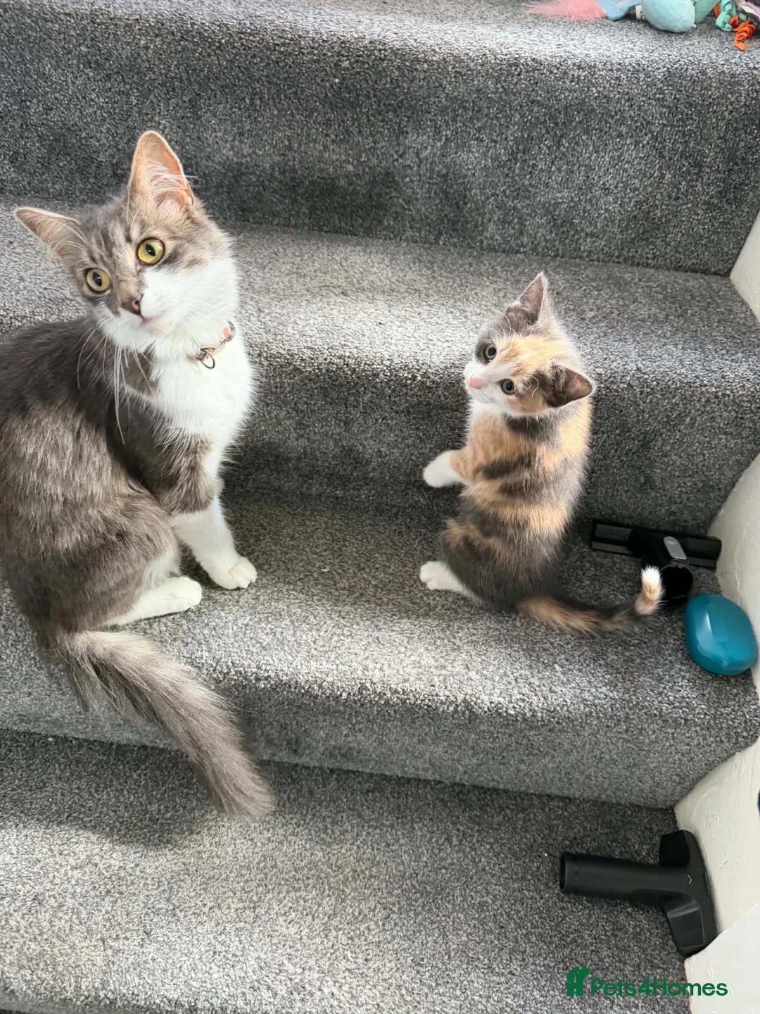 Mixed Breed cats for sale: Lovely little girl kitten for sale - Advert 1