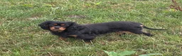 Cavalier King Charles Spaniel dogs for sale: Cavalier King Charles Adult Female - Advert 2