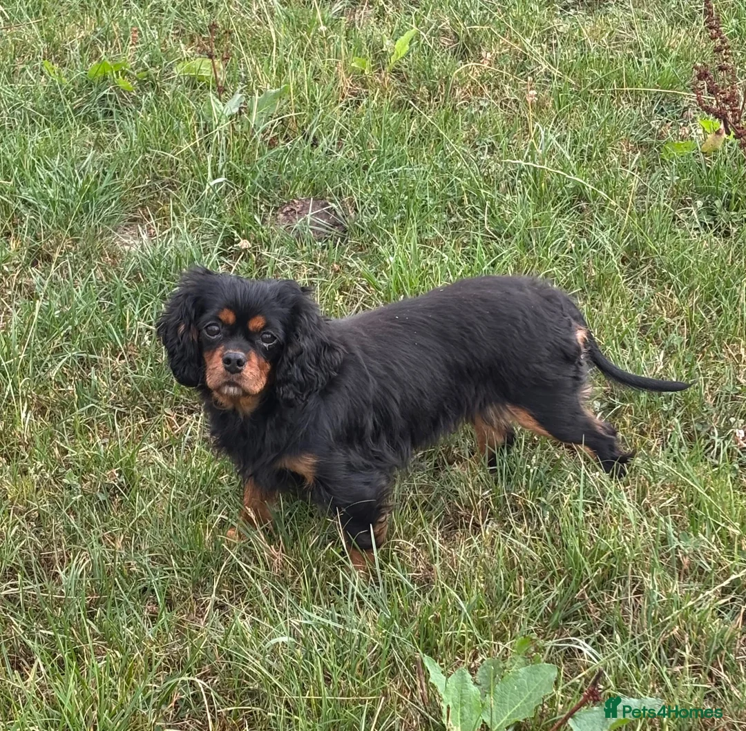 Cavalier King Charles Spaniel dogs for sale: Cavalier King Charles Adult Female - Advert 2