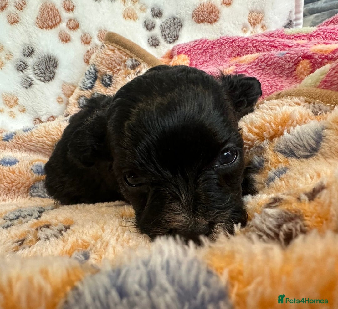 Maltipoo dogs for sale: F1 Toy Maltipoos - Image 34