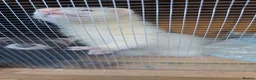 Ferret rodents for sale: Our gorgeous Kit Hobs looking for a home  in Hassocks - Advert 3