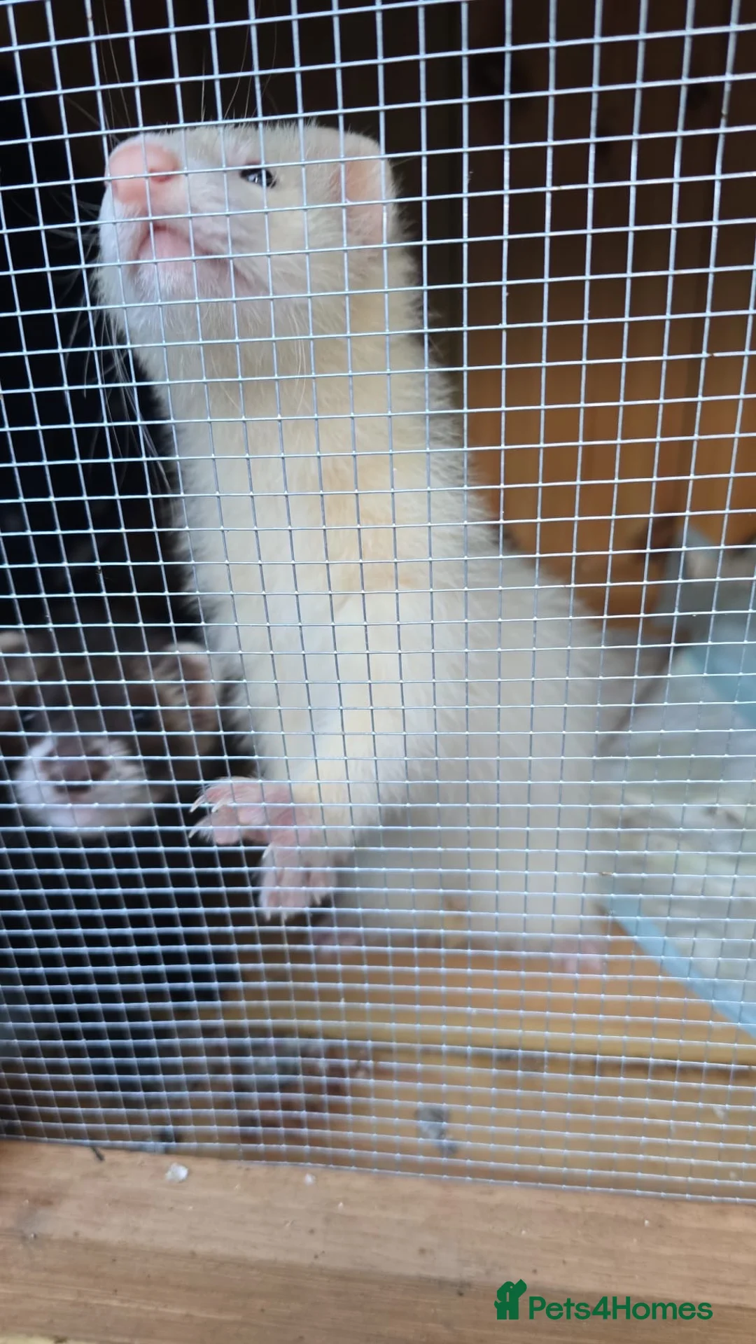 Ferret rodents for sale: Our gorgeous Kit Hobs looking for a home  in Hassocks - Advert 3