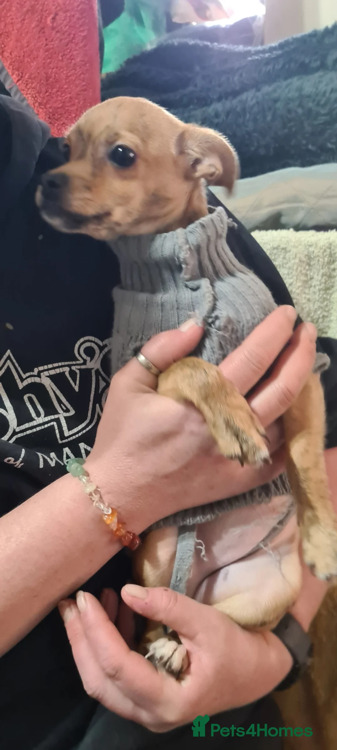 Mixed Breed dogs for adoption: Pebbles tiny 3kg - Advert 3