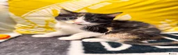 Mixed Breed cats for sale: Sweets without calories!! - Advert 12