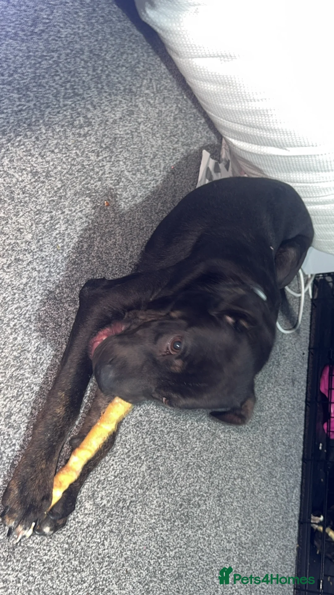 Golden Shepherd dogs for sale: Meet Tyson ❤️ - Advert 2