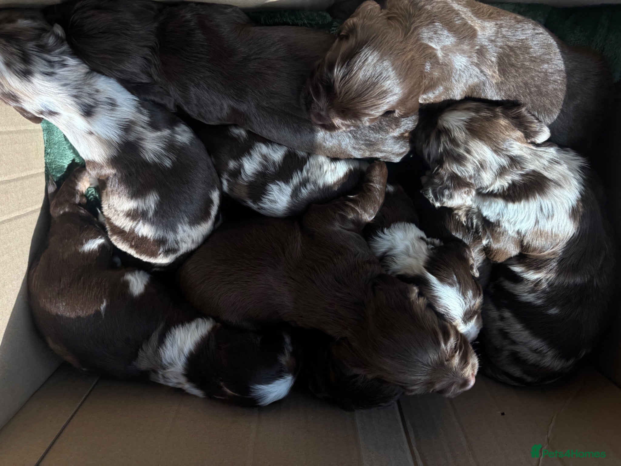 Cocker Spaniel dogs Working cocker spaniels, litter of 8. - Advert 3