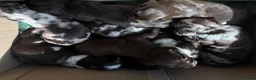 Cocker Spaniel dogs for sale: Working cocker spaniels, litter of 8. - Advert 1