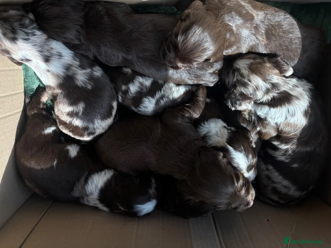 Cocker Spaniel dogs for sale: Working cocker spaniels, litter of 8. - Advert 1
