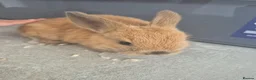 Mixed Breed rabbits for sale: Baby rabbits for sale  - Advert 3