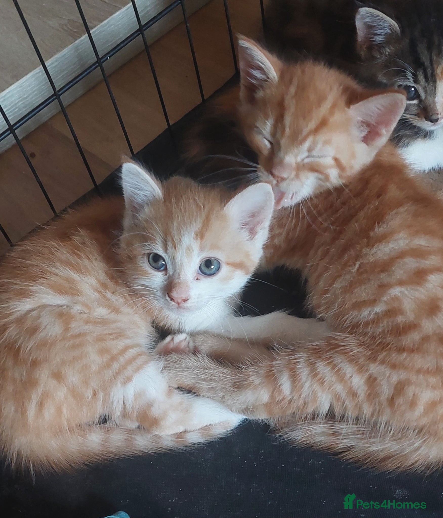 Mixed Breed cats 4 kittens (8 weeks old) - Advert 18