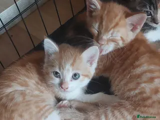 Mixed Breed cats 4 kittens are ready to go now - Advert 5