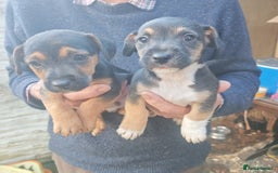Mixed Breed dogs for sale: Black and Tan Puppies - Image 1