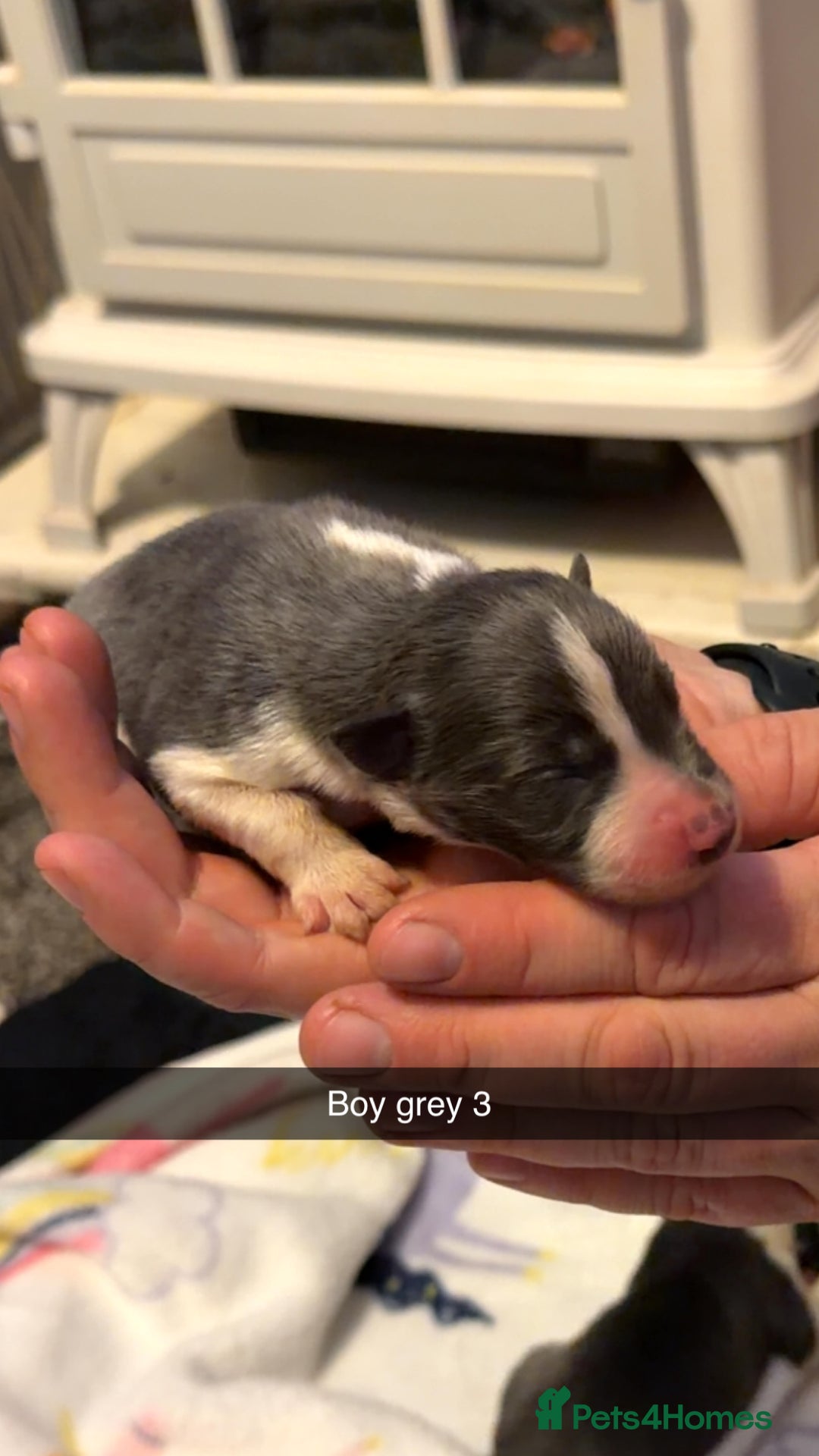 Border Collie dogs for sale: 10 amazing puppies - Advert 13