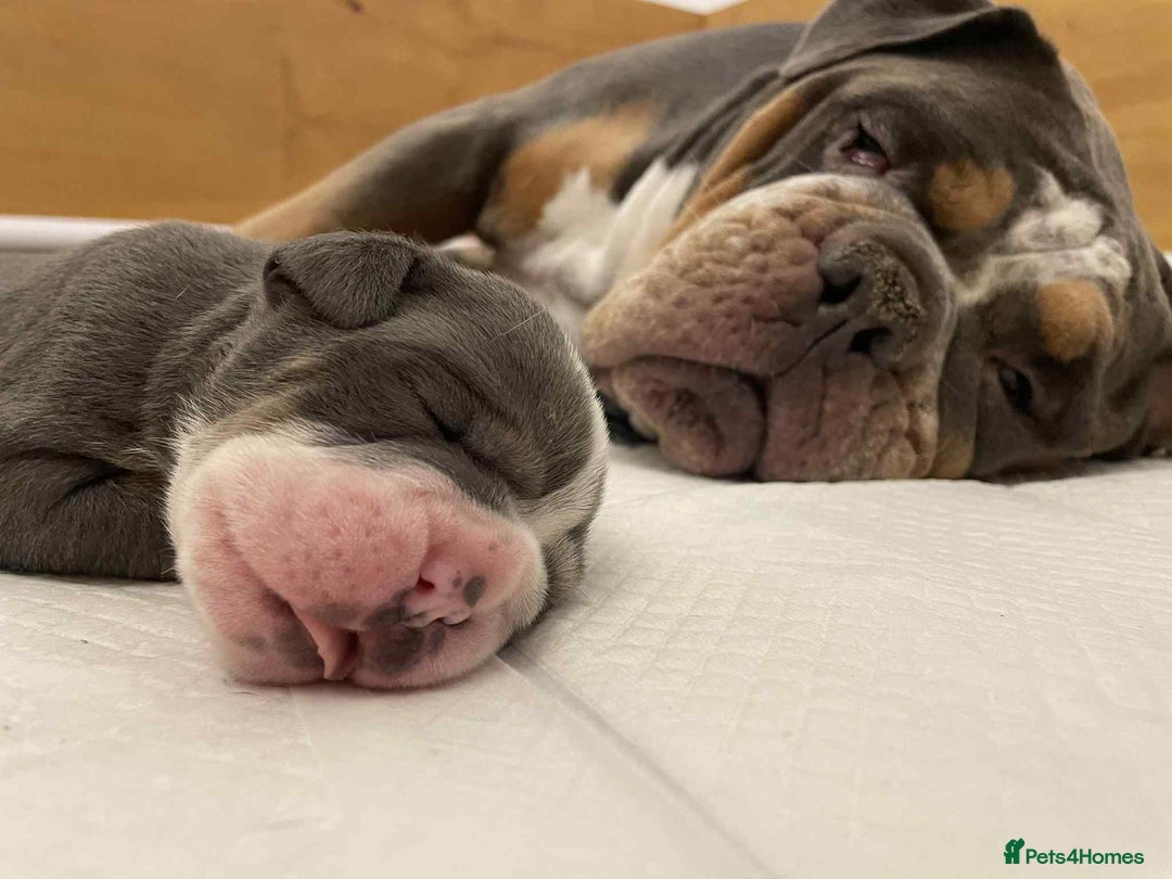 Olde English Bulldogge dogs for sale: STUNNING OLDE ENGLISH BULLDOG - Image 6