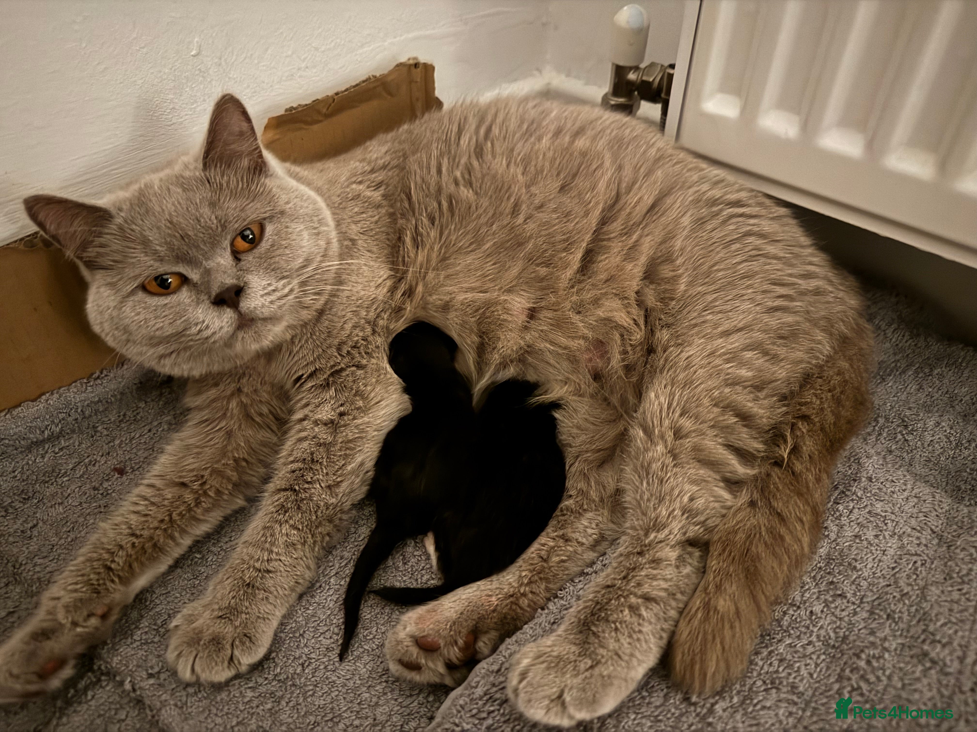 Mixed Breed cats Half blood British Shorthair Kittens - Advert 2