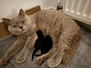 Mixed Breed cats Half blood British Shorthair Kittens - Advert 2