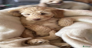 Australian Labradoodle dogs in Wallington - Advert 12
