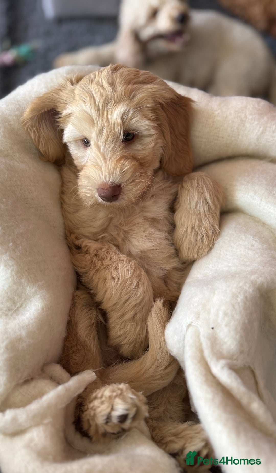 Australian Labradoodle dogs for sale: Genuine Australian Labradoodle (not poodle-lab mix in Wallington - Image 4