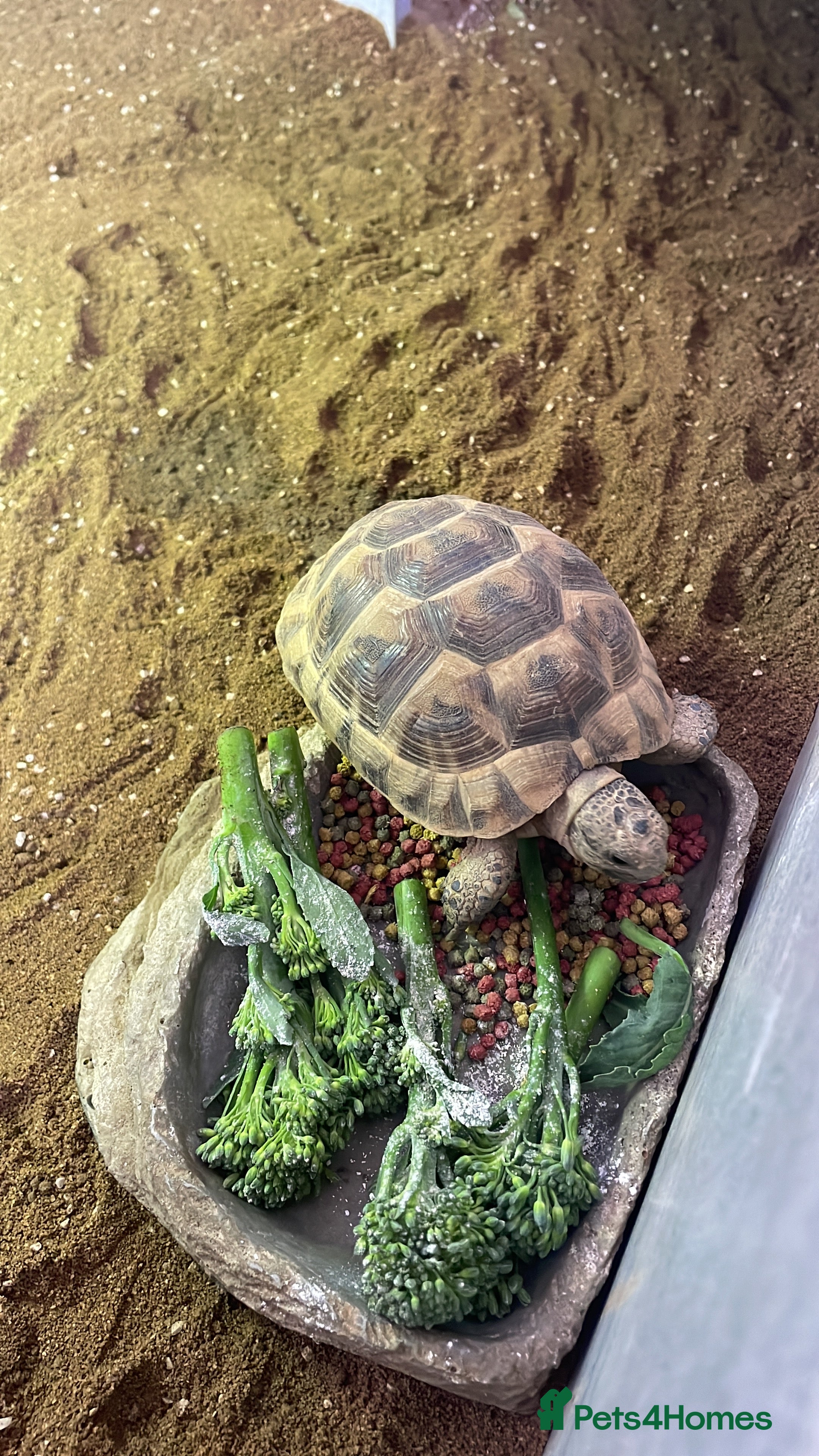 Hermann Tortoise reptiles Hermann Tortoise  - Advert 2