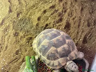 Hermann Tortoise reptiles Hermann Tortoise - Advert 1