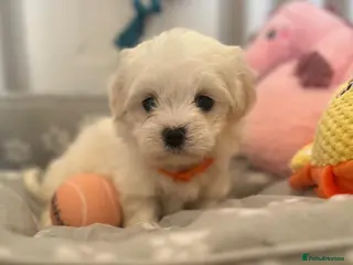Maltese dogs 🏆 Stunning champ line Maltese baby’s 🏆 - Advert 1
