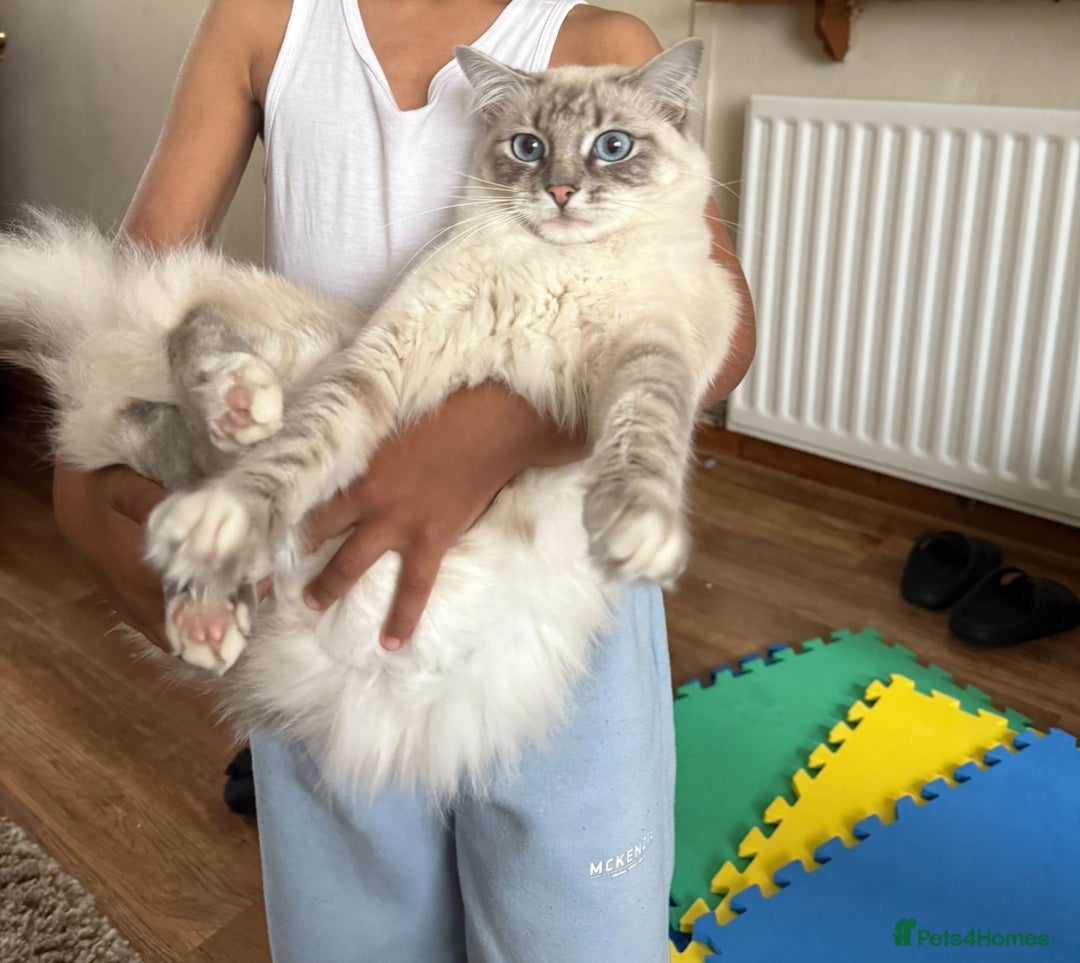 Ragdoll cats for sale: Ragdoll kittens due 25th August  - Image 5