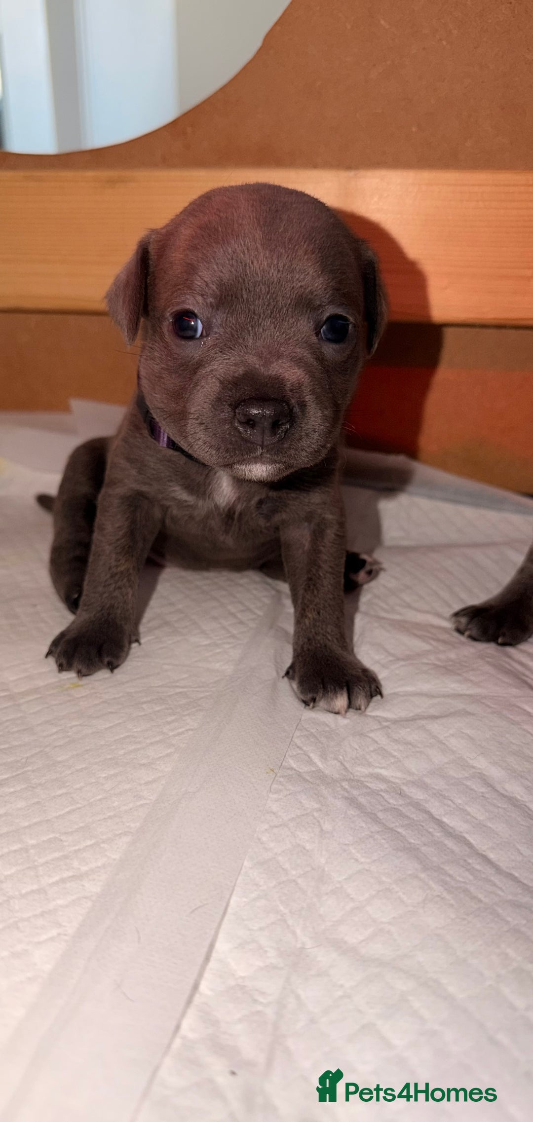 Staffordshire Bull Terrier dogs for sale: 💙Blue x Rare Fawn Staffordshire Bull Terrier Pups - Advert 37
