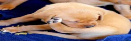Labrador Retriever dogs for sale: Stunning chunky fox red & black labrador pups - Advert 3