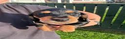 Mixed Breed dogs for sale: Teckel x Cocker spaniel  in Carlisle - Advert 4