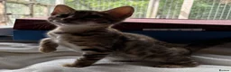 Bengal cats for sale: Pedigree SBT Female Bengal kitten in Grantham - Advert 5
