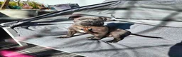 Staffordshire Bull Terrier dogs for sale: Staffordshire Bull Terrier (Blue) in Barrow-in-Furness - Advert 5