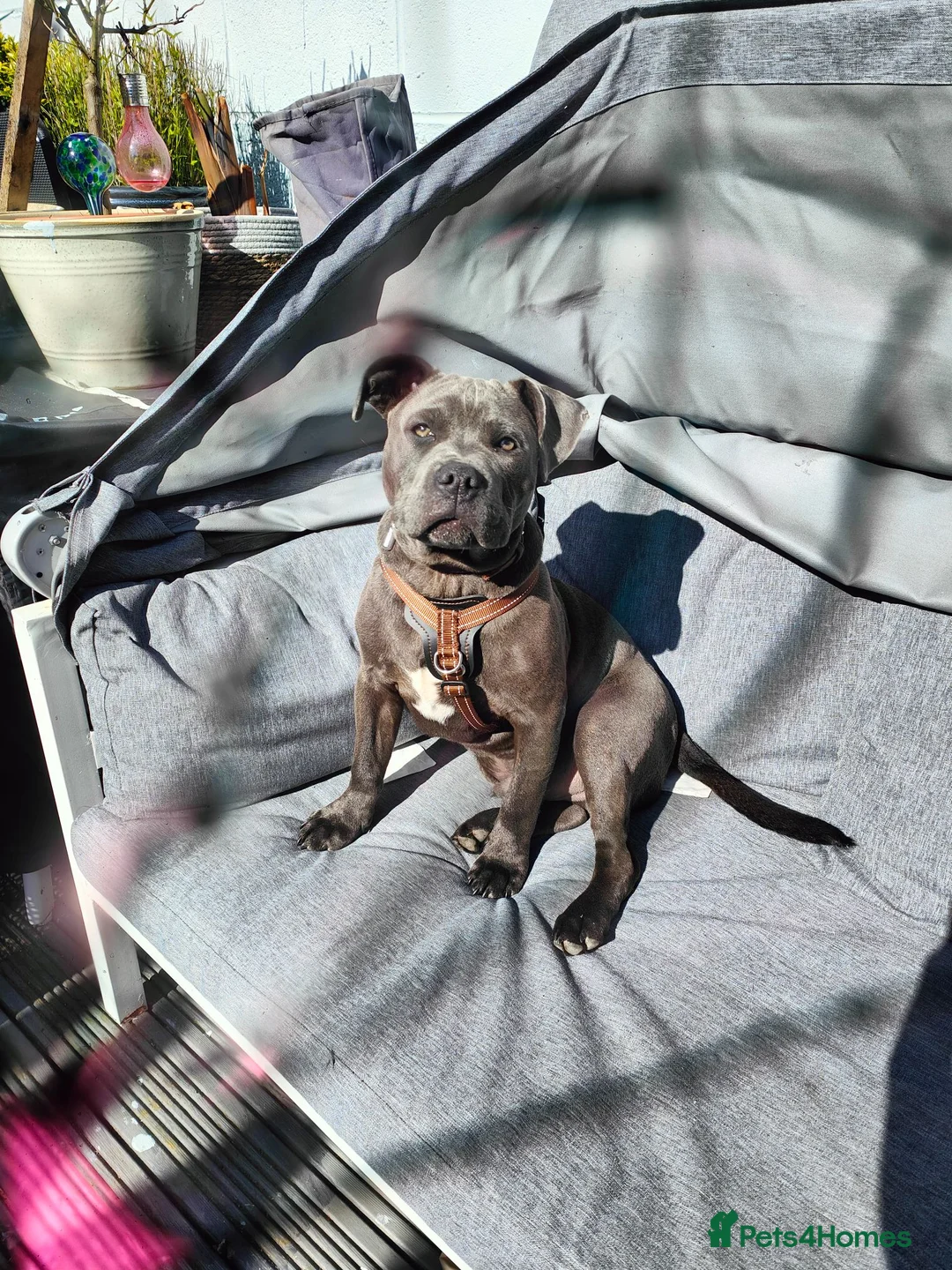 Staffordshire Bull Terrier dogs for sale: Staffordshire Bull Terrier (Blue) in Barrow-in-Furness - Advert 5