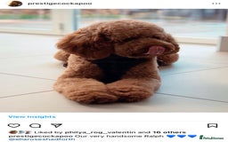 Cockapoo dogs for sale: Extensively Health Tested F1b cockerpoo Puppies  - Image 7