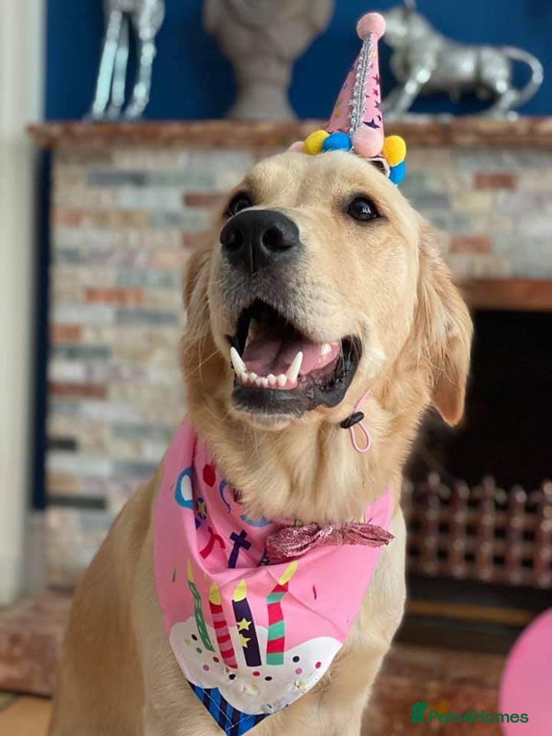 Golden Retriever dogs for stud: Very Experienced Golden retriever stud in Telford - Advert 13